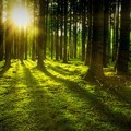 EK odobrila Rumuniji pomoć od 200 miliona evra za šumske radnike da prestanu sa sečom drveća