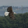 Kod Bačke Topole nađeni uginuli orao belorepan i otrovni mamci