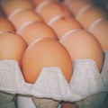 U našem komšiluku su najskuplja jaja u EU