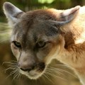Puma ubila mladića i povredila njegovog brata u Kaliforniji