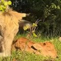 Čuveni Rus podelio kako mu se krava otelila u Srbiji, na snimku se vidi beba: Nije čak ni imala veliki stomak