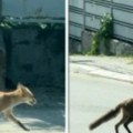 Zverka se odomaćila usred Beograda: Pogledajte kako opasna životinja prelazi ulicu u elitnom naselju