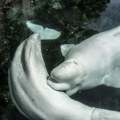 Kanađani uspavljuju beluga kitove?