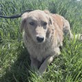 Magdalena traži dom: Spasena sa ulice, nežna i verna mešanka retrivera čeka svoju porodicu u Zrenjaninu 🐾 Ne kupuj - udomi…