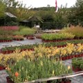 Veliki Šiljegovac - centar proizvodnje ukrasnog bilja
