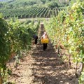 U vinu je (bračna) istina Bred Pit tužio Anđelinu Džoli zbog vlasništva nad vinogradima u Francuskoj