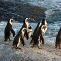 Prvi put snimljen neverovatan prizor: Oko 700 mladih pingvina skače u vodu