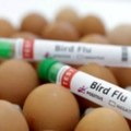 Finska će prva u svijetu početi vakcinisati ljude protiv ptičje gripe
