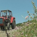 Sava iz Budisave jedno povrće bere u januaru: Težak rad ne izostaje, ali otkupnom cenom i te kako zadovoljan