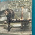 Mondo zabeležio izlazak medvedica Dunje i Višnje iz jazbine Beo zoo-vrta: Sada se zna koliko će još trajati zima (video)
