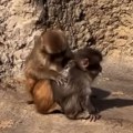 FOTO, VIDEO: Maleni majmun Panč ima novu prijateljicu