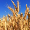 Rast cena pšenice i kukuruza na Produktnoj berzi