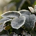 Oblačno i osetno hladnije, sredinom nedelje moguća kiša