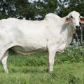 Jedna krava je prodata za 4,8 miliona dolara: Evo po čemu je posebna