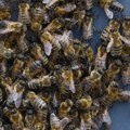 Pčele se rojile u Beogradu na vodi: Nema razloga za paniku, ali jednu stvar nemojte da radite