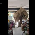 VIDEO Slon u radnji na Tajlandu: Pojeo grickalice, banane i sendvič