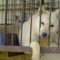 U Južnoj Koreji više ne jedu pse, ali šta će biti sa životinjama