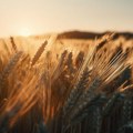 Za nedelju dana na Produktnoj berzi prodata roba u vrednosti 141 milion dinara