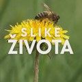 Slike života: Pčela zna šta treba