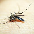 U Beogradu i Južnobačkom okrugu najviše obolelih od groznice Zapadnog Nila Oglasio se Institut "Batut" o bolesti koje prenose…