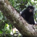 VIDEO: U šumama Konga otkrivena nova vrsta majmuna sa narandžastim usnama