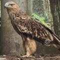 Orao krstaš Feliks posle više od devet meseci ponovo na slobodi