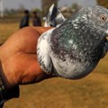 Ovo je veliki nesporazum – „špijunski“ golub pušten posle osam meseci pritvora u Indiji