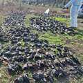 Neko za ovo mora da odgovara: Pomor ptica u Srbiji opasno poremetio ekosistem