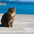 Ostrvo na kojem živi šest puta više mačaka nego ljudi, a psima je zabranjen pristup