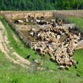 Crnoj gori preti opasna zaraza, prenosi se sa životinje na čoveka: Prvi slučajevi malteške groznice potvrđeni kod ljudi -…