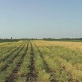 Velika zarada, a nema mnogo ulaganja: Ova biljka se seje od severa do juga naše zemlje, dosta se i izvozi