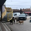 Roditelji u panici zbog napuštenih pasa u blizini škole