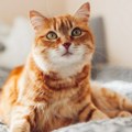 Zašto je većina narandžastih mačaka muškog pola? Nauka ima odgovor