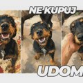 Mala Viki hitno traži dom: Izbačena da ugine, danas samo želi nekoga ko će je voleti Ne kupuj udomi!