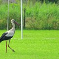 Roda najavljuje neke nove klince na fudbalskom terenu fabrike u Rači