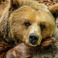 Nakon evakuacije, kanadskim gradom šetaju medvedi
