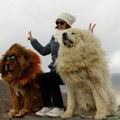Tibetanski mastif – šta morate da znate o najskupljoj rasi pasa na svetu