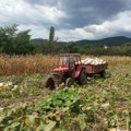 Starinski način proizvodnje Miši iz Vranja uspeo da omraženu namirnicu iz detinjstva, pretvori u sigurnu zaradu