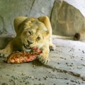 Šokantni apel danskog zoo vrta: Pozvali ljude da doniraju neželjene ljubimce kao hranu za njihove grabljivice