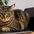 Mačka vam legne na laptop čim ga uključite? Ne radi to slučajno - evo šta time želi da vam poruči