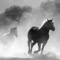 Svih 150 konja zarobljenih u Odranskom polju je spaseno