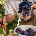 Uloga osiguranja u svetu vinograda i vina
