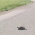 Da se istopiš od slatkoće! Vozač kod Bačke Palanke kornjača mu preprečila put, evo šta je hitno uradio! (video)