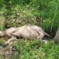 Krvavi pir kod Nove Varoši Psi lutalice zaklali preko 20 ovaca i jagnjadi