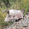 Srceparajuća scena pored pruge: Majku labudicu ubio voz, labudići se sklupčali pored nje da je čuvaju