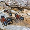 Očekuje se presuda krijumčarima skupih mrava iz Kenije