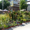 Tabačka čaršija u mirisu cveća: Održan tradicionalni festival u Požarevcu koji je okupio 120 učesnika