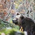Oprez za sve koji letuju u crnoj gori! Turisti se upozoravaju na opasnost od najvećeg predatora, ove 4 planine su posebno…