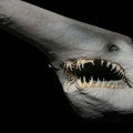 Prvi snimak žive ajkule iz doba dinosaurusa: Naučnici zanemeli kad su videli šta pliva u mračnim dubinama