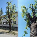 Krošnje nestaju, građani negoduju: Šta se dešava sa drvećem u Zrenjaninu?